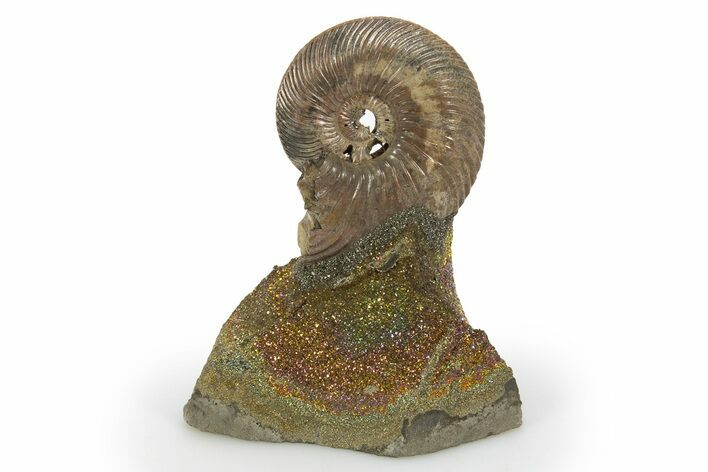 Iridescent, Pyritized Ammonite (Quenstedticeras) Fossil Display #316294